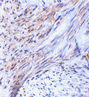 Antibody product image